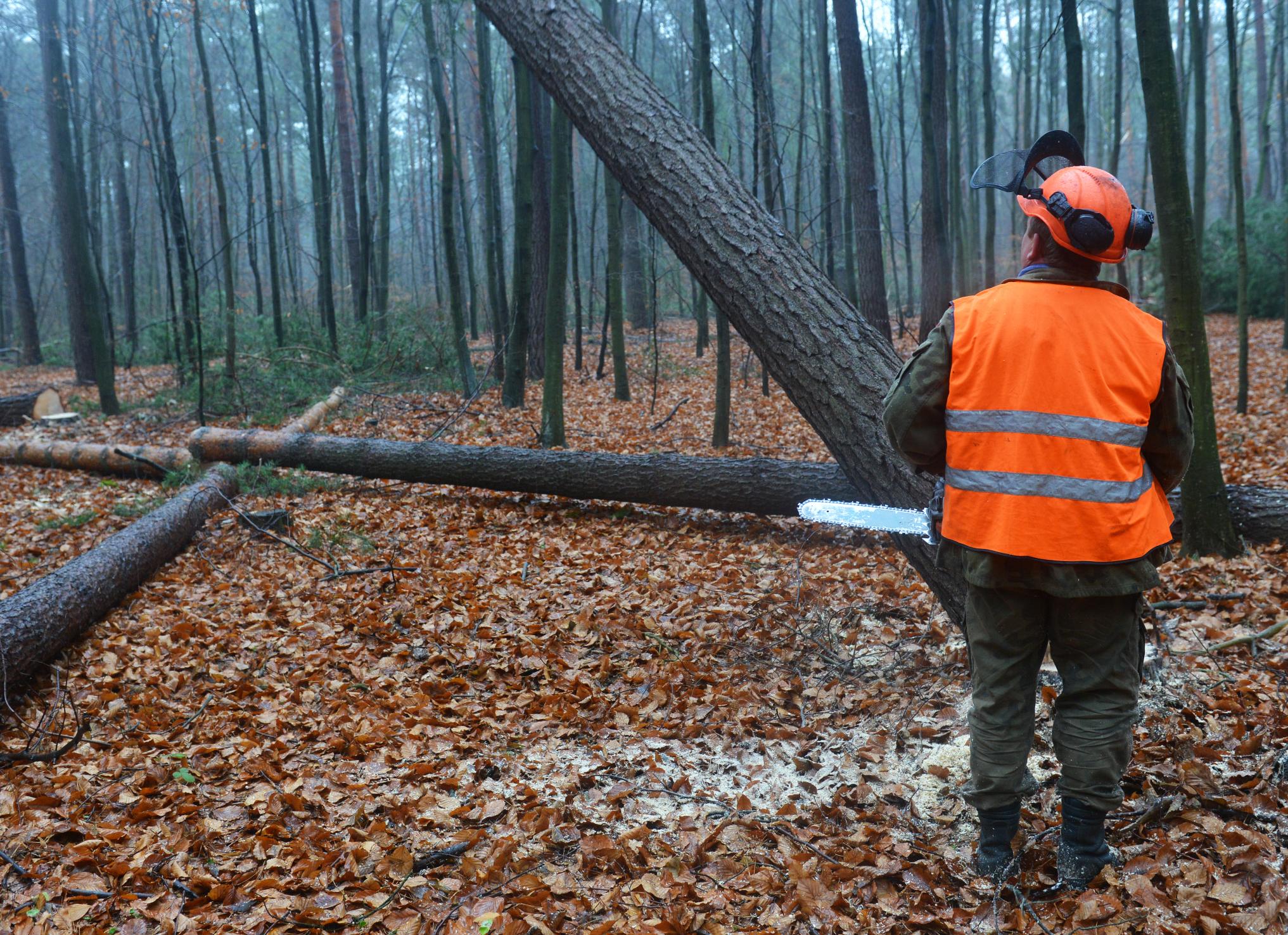 Connecticut Tree Service gallery 9